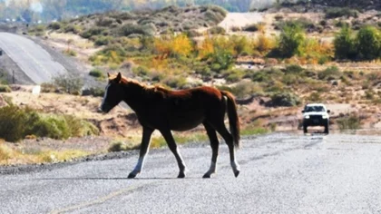 Proponen capturar y rematar animales sueltos en rutas