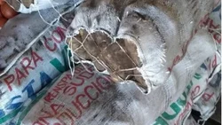 Con las manos en la bolsa... se robó 25 kg de papa