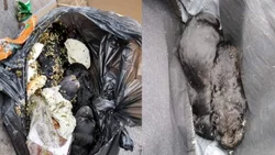 Centenario: tiraron cachorritos a la basura; murieron seis