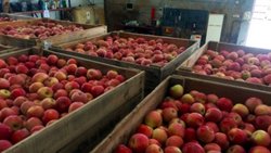Contrató frío para guardar su fruta pero se maduró igual