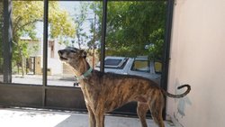 Día Nacional del Galgo