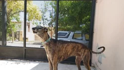 Día Nacional del Galgo