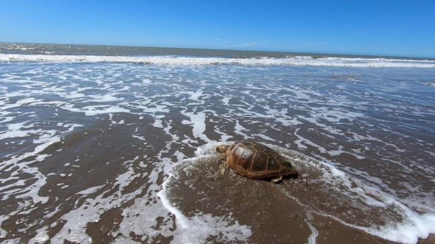 Regresan al mar una tortuga cabezona rescatada por pescadores