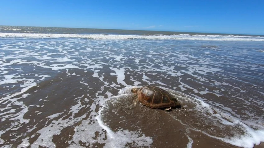 Regresan al mar una tortuga cabezona rescatada por pescadores