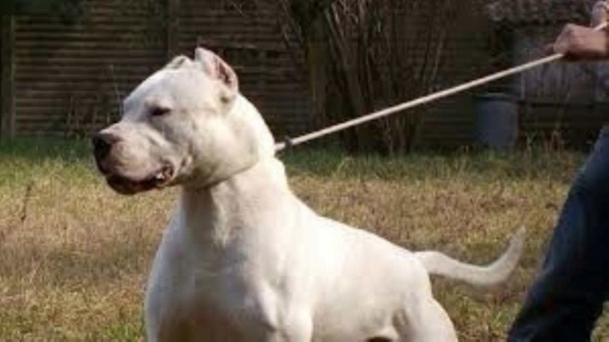 El perro de la familia mató a una niña de dos años