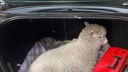 Llevaban un cordero… ¡vivo!