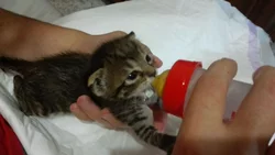 Una máquina expendedora te premia con gatos y perros vivos