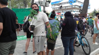 Hicieron una encuesta-censo sobre cannabis en pleno centro