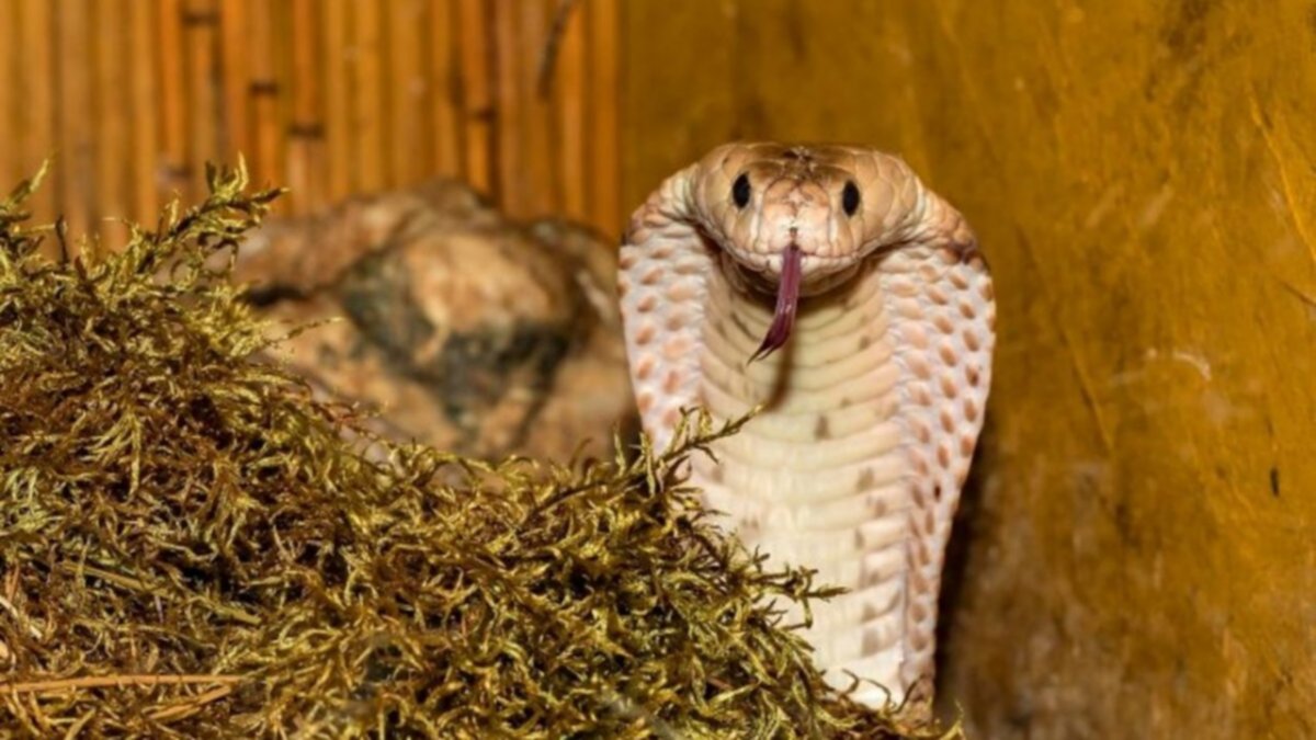 Hacía trabajos de caridad, lo mordió una cobra y quedó ciego