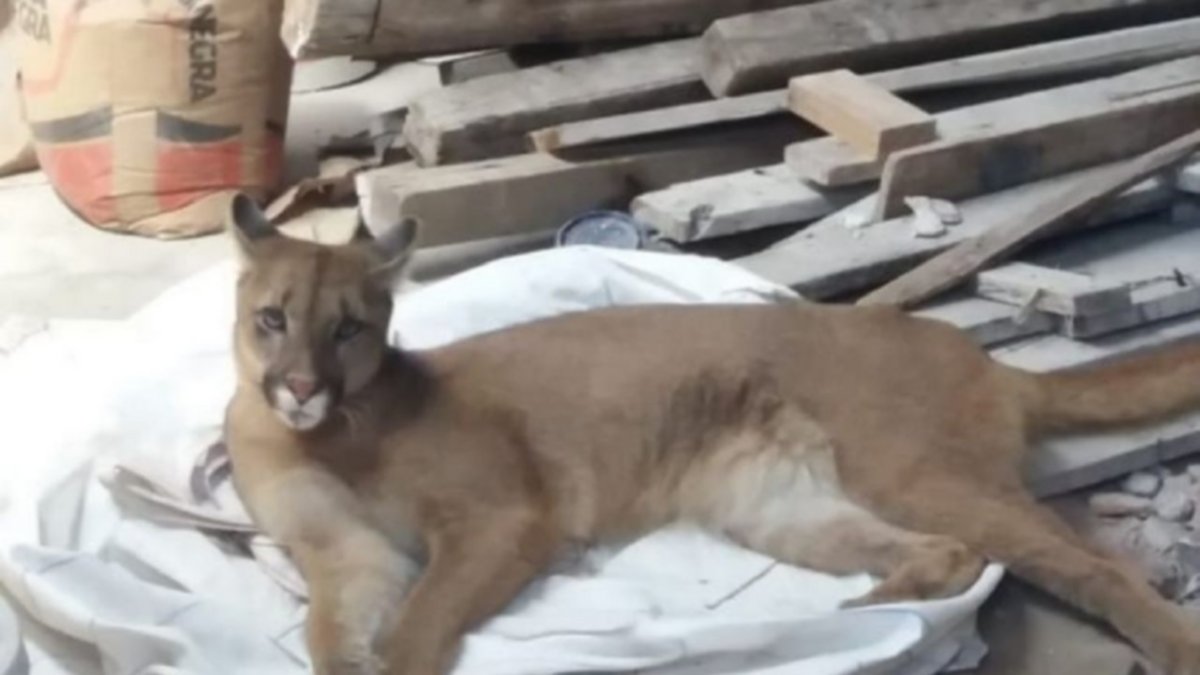 Robaron un puma y lo escondieron en un galpón