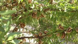 El cultivo de almendros creció más de 400% en Río Negro