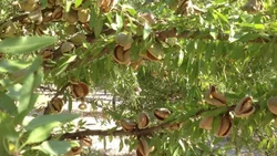 El cultivo de almendros creció más de 400% en Río Negro