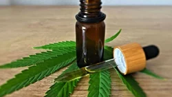 Fernández Oro aprobó el cultivo medicinal de cannabis