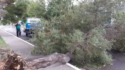 Árboles caídos por el temporal en Viedma