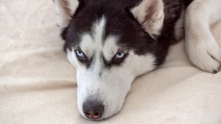 Rescatan a un perro a punto de morir en un lago congelado