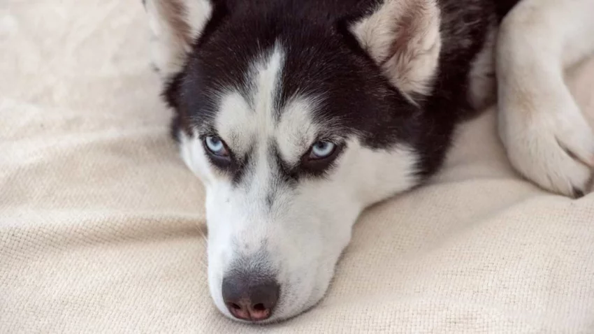 Rescatan a un perro a punto de morir en un lago congelado