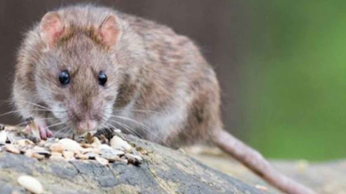 Salud confirmó un caso de Hantavirus en Bariloche