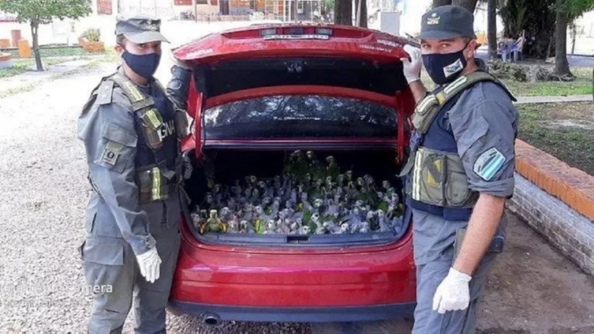 Unos 200 "loros habladores" iban a ser traficados; los salvaron