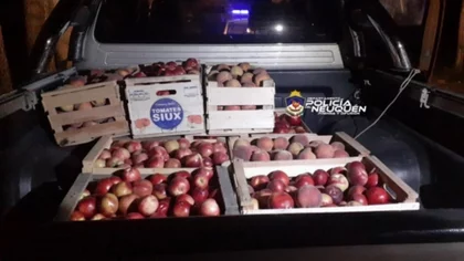 A bordo de una Toyota robaron fruta de una chacra
