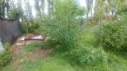 Secuestran plantas de marihuana en Valle Azul