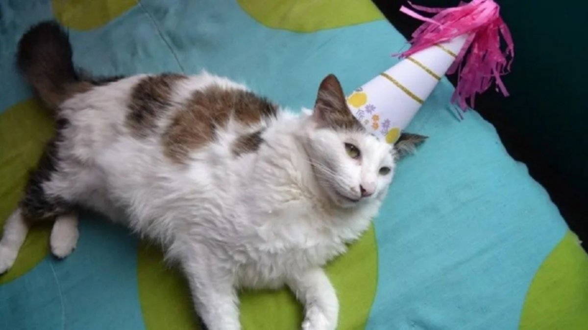 Le festejaron el cumpleaños al gato: 15 contagios de Covid