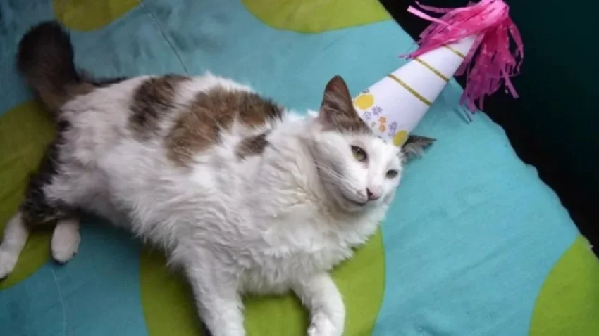 Le festejaron el cumpleaños al gato: 15 contagios de Covid