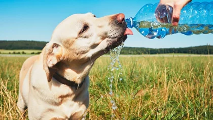 Las altas temperaturas y los animales