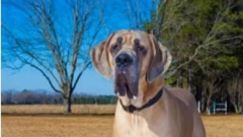 Piden ayuda para rescatar a un perro de un islote del río