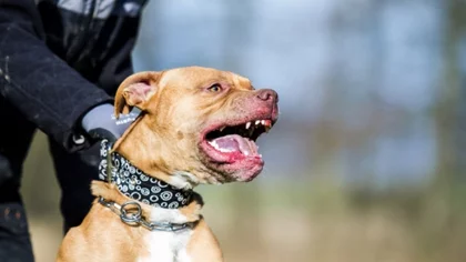 Brutal ataque de un perro pitbull a una mujer en el Alto Valle: "La iba a matar"