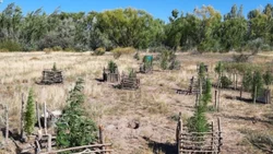 Hallaron 72 plantas de marihuana en una isla del Río Negro