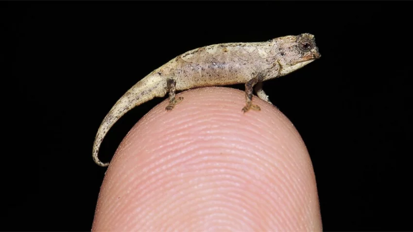 Entra en la punta del dedo: el reptil más pequeño del mundo