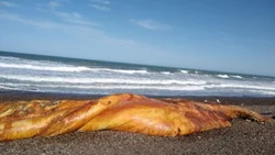 Video: apareció una extraña criatura marina en Trelew