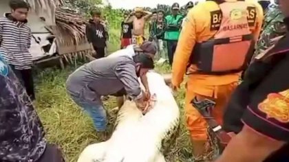 Sacaron el cuerpo de un nene del estómago de un cocodrilo