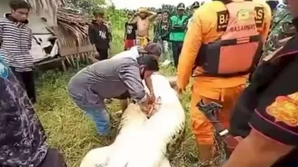 Sacaron el cuerpo de un nene del estómago de un cocodrilo