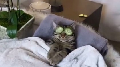 Furor en las redes por el gato que disfruta del "spa"