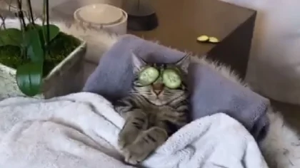 Furor en las redes por el gato que disfruta del "spa"
