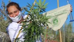 Les robaron las plantas de cannabis destinadas a aceites