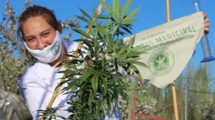 Les robaron las plantas de cannabis destinadas a aceites