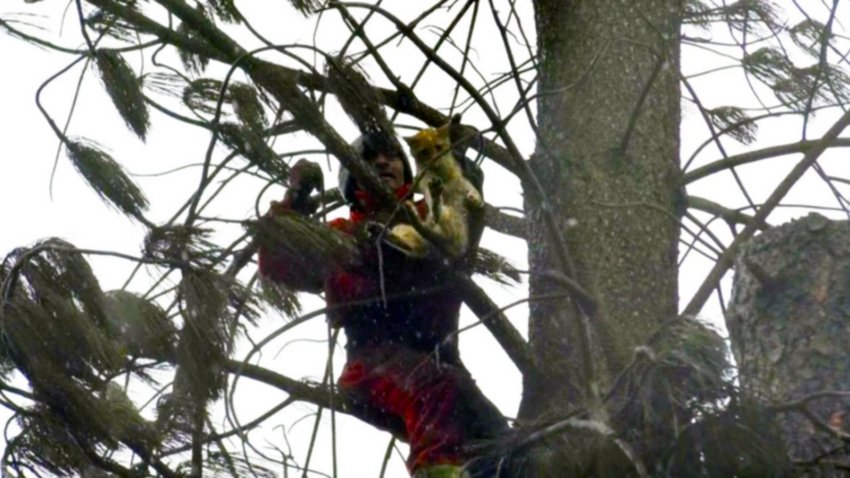 En medio del desastre, tuvieron ánimo para salvar un gato