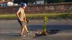 Plantó un árbol en un bache y el vídeo se viralizó