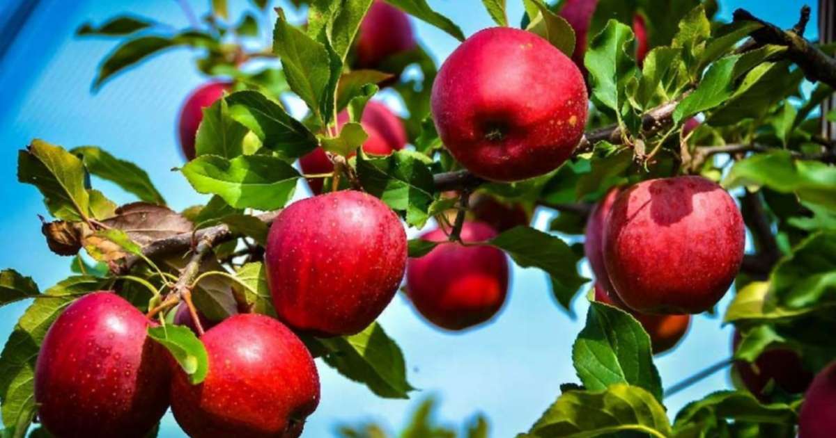 Adelantaron la cosecha de la manzana Rome Beauty