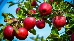 Adelantaron la cosecha de la manzana Rome Beauty