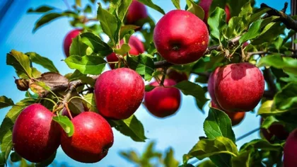 Adelantaron la cosecha de la manzana Rome Beauty