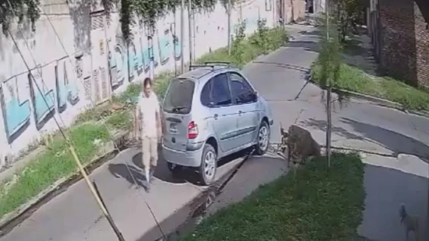 Video: se robó una oveja en plena calle