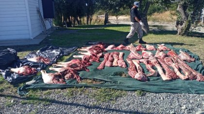 Truchas y ciervo decomisado por Fauna