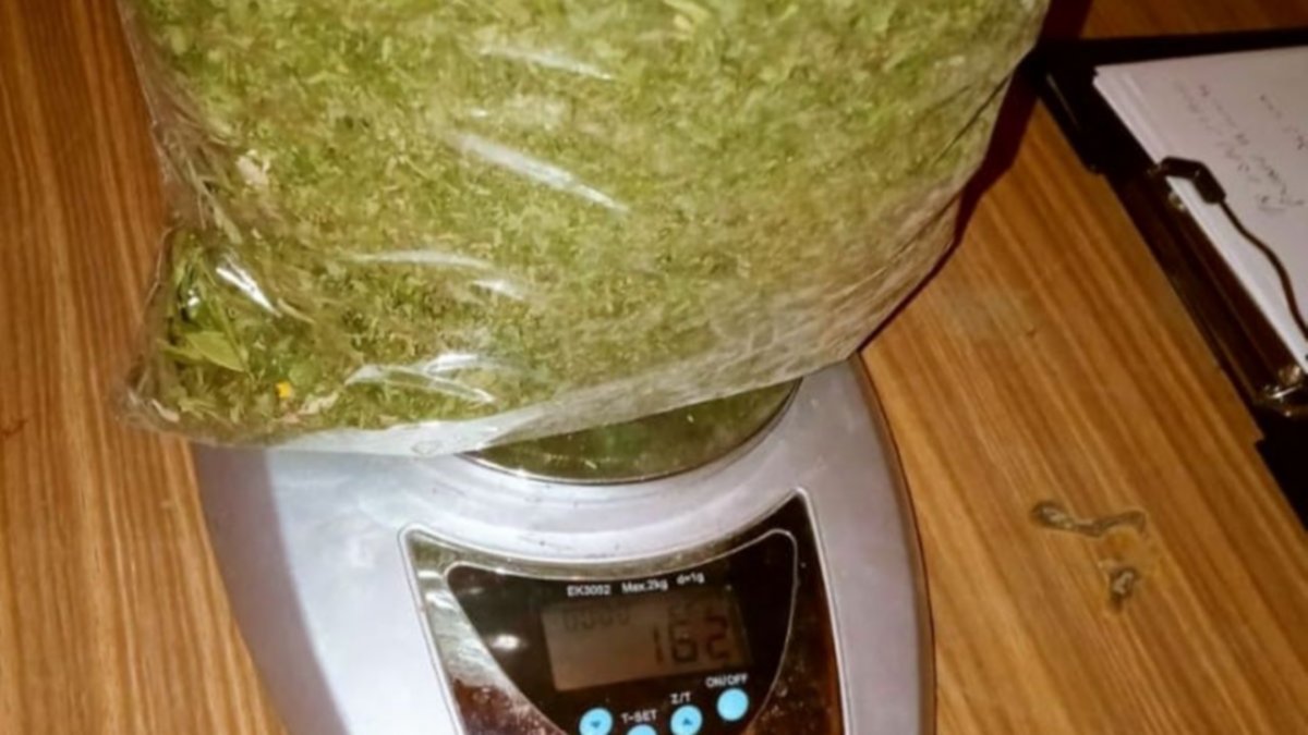 Secuestraron 53 plantas de marihuana en Allen