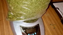 Secuestraron 53 plantas de marihuana en Allen