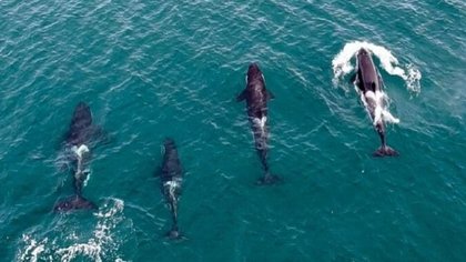 Una familia de orcas se adelantó y llegó a Las Grutas