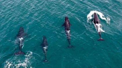 Una familia de orcas se adelantó y llegó a Las Grutas