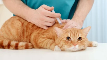 Rusia aprobó otra vacuna contra Covid ¡para mascotas!